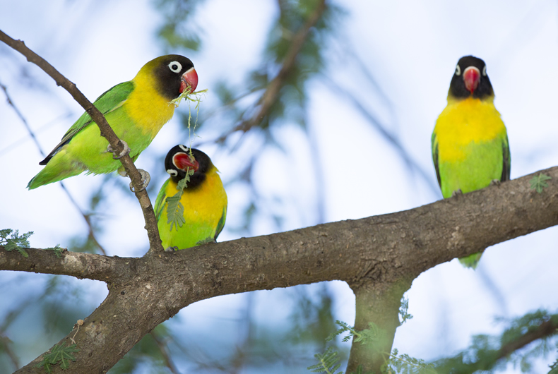 Love Birds